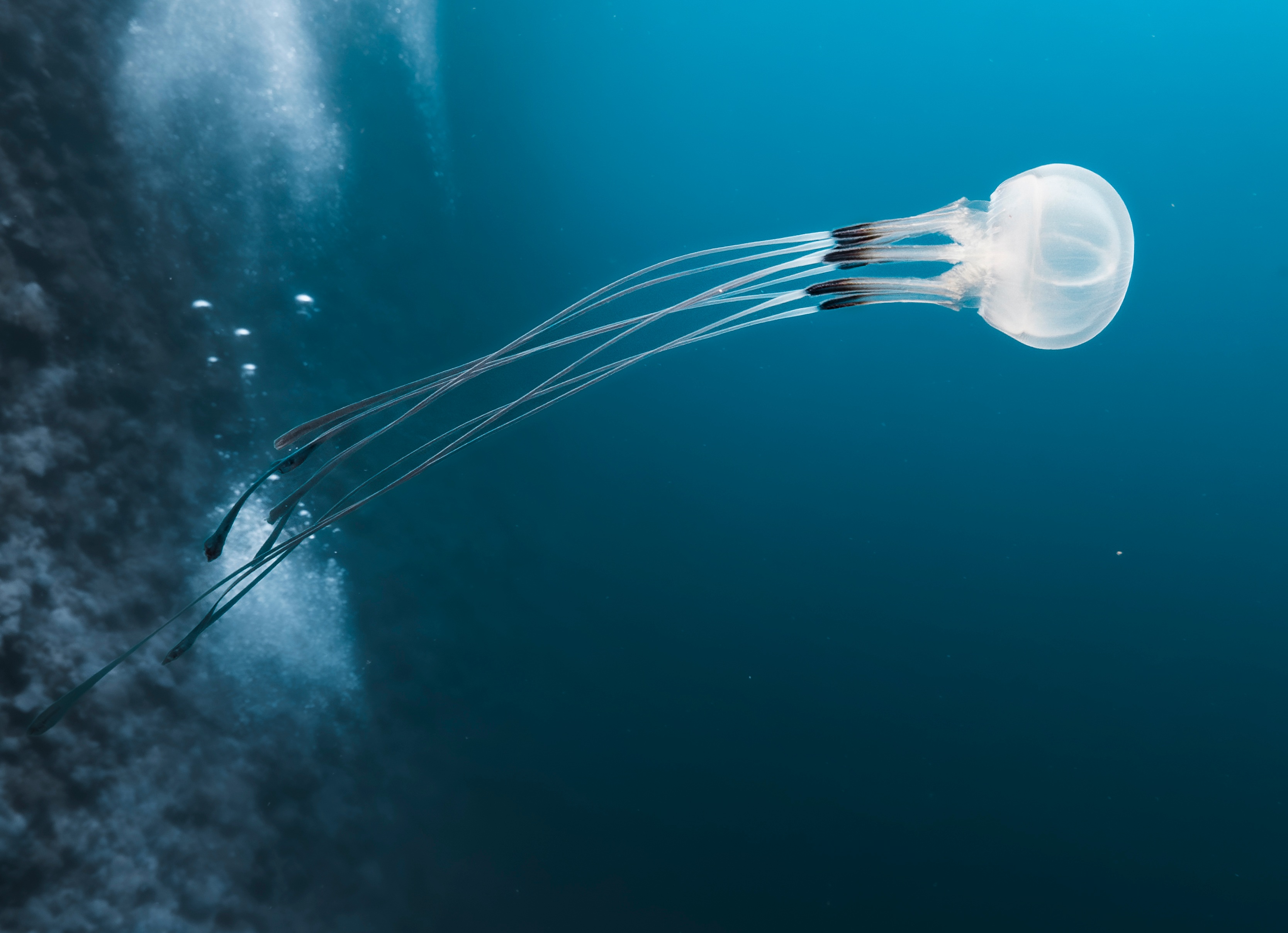 A picture of a jellyfish